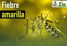 UAESA aclara alcance de circular sobre refuerzo contra la fiebre amarilla: Arauca no está priorizado, pero mantiene vigilancia.